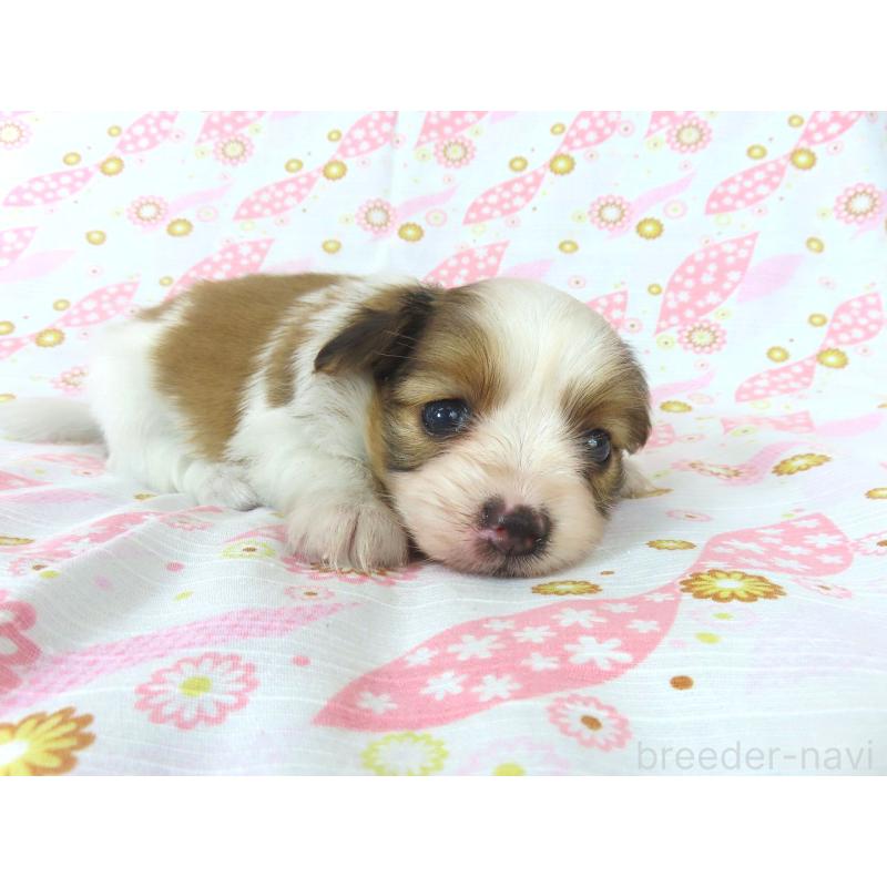 成約済の千葉県のパピヨン-407157の8枚目