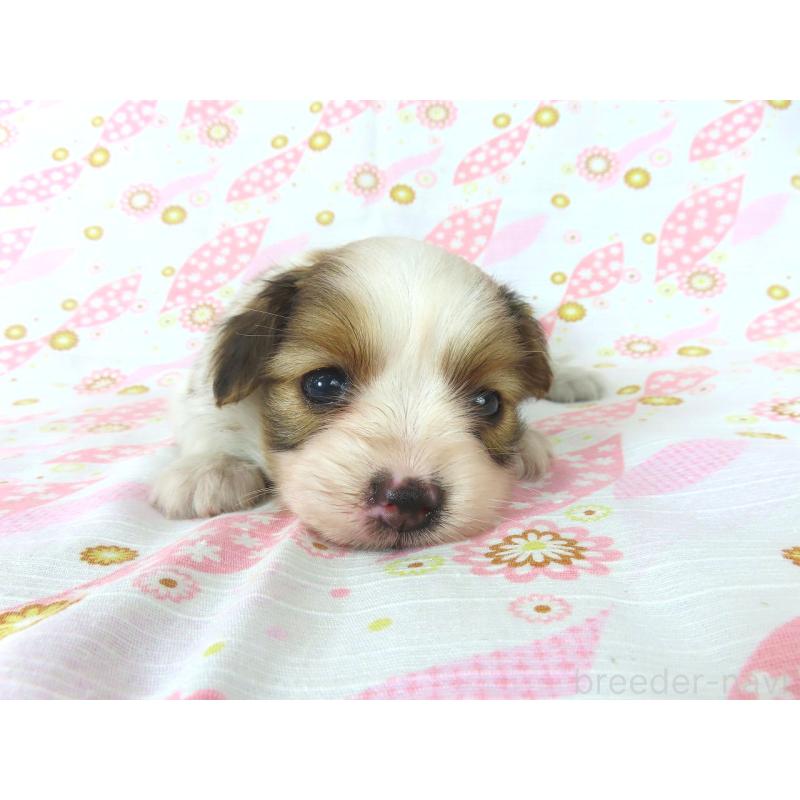 成約済の千葉県のパピヨン-407157の7枚目