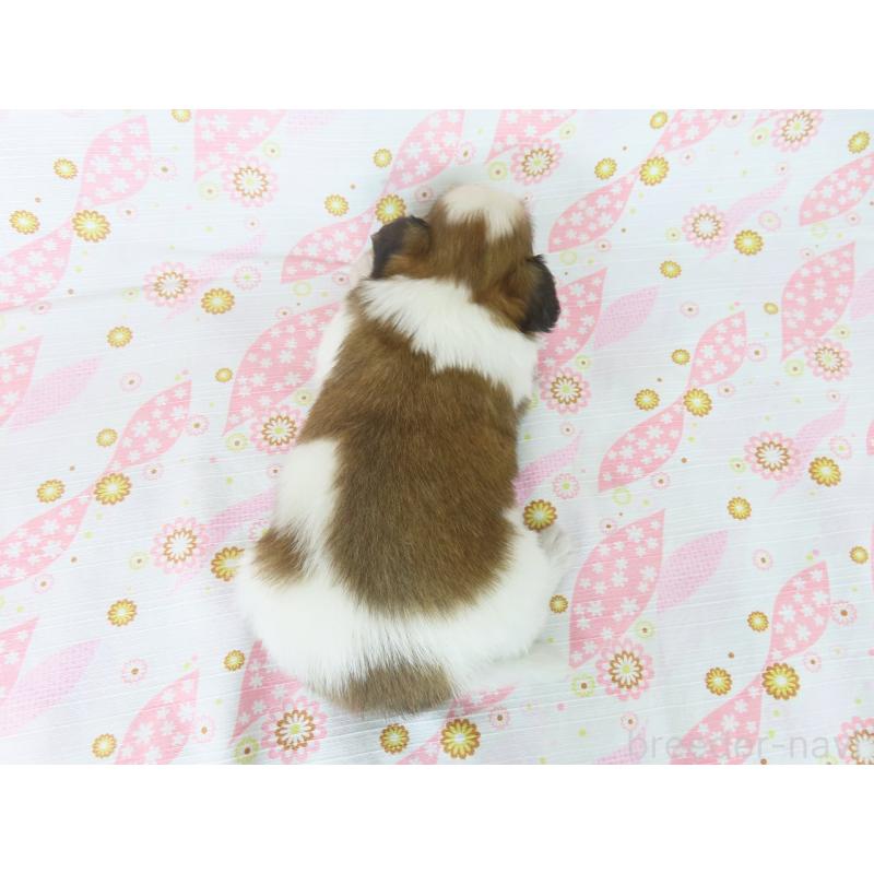 成約済の千葉県のパピヨン-407161の6枚目