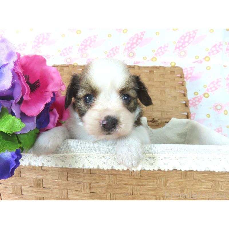 成約済の千葉県のパピヨン-407161の5枚目