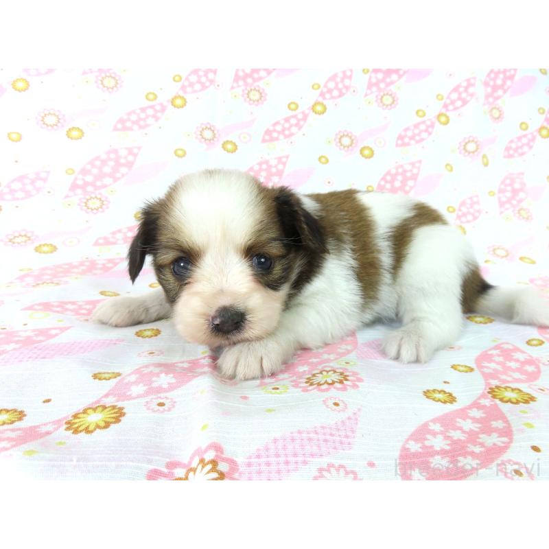 成約済の千葉県のパピヨン-407161の4枚目