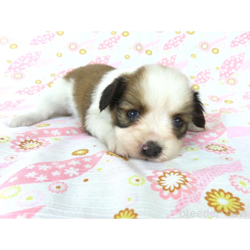 成約済の千葉県のパピヨン-407161の3枚目