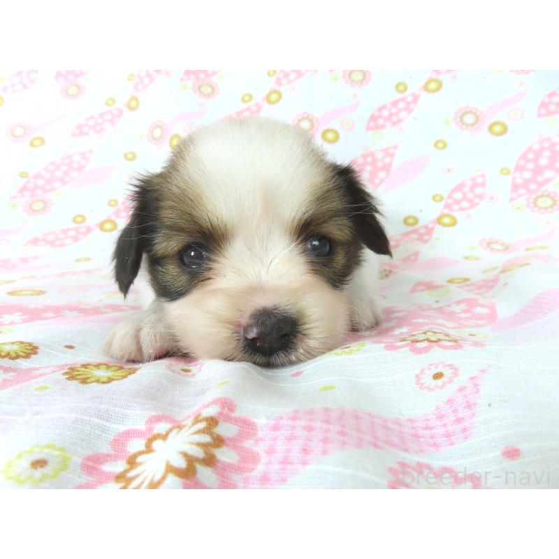 成約済の千葉県のパピヨン-407161の2枚目