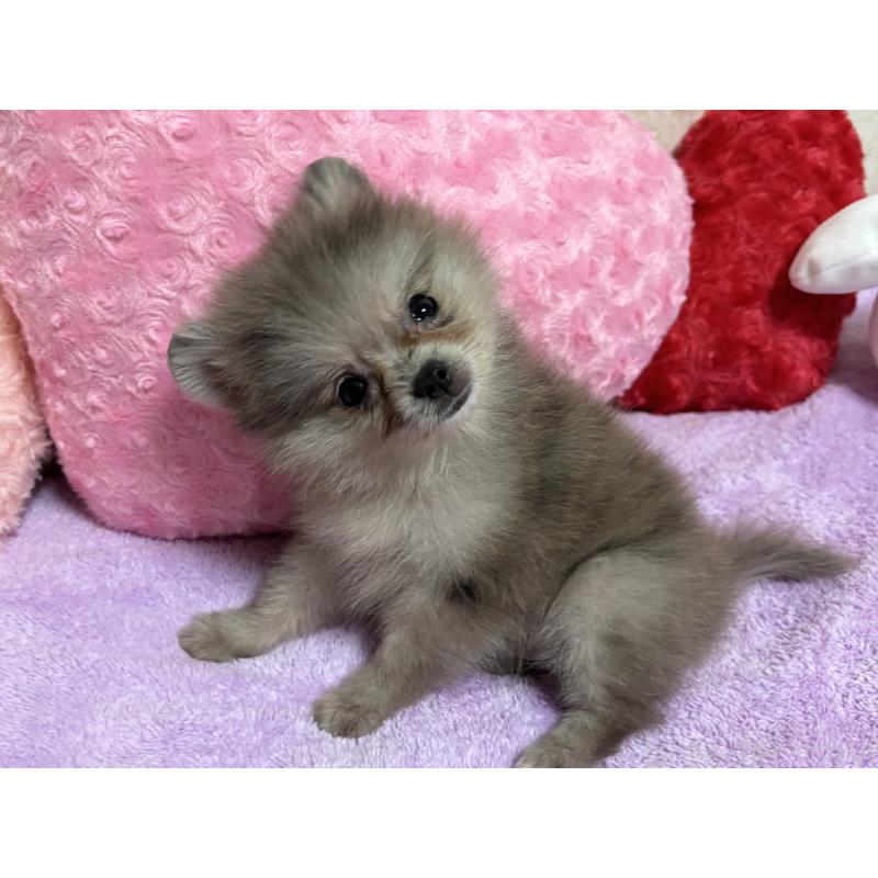 販売中の新潟県のポメラニアン-409272の15枚目