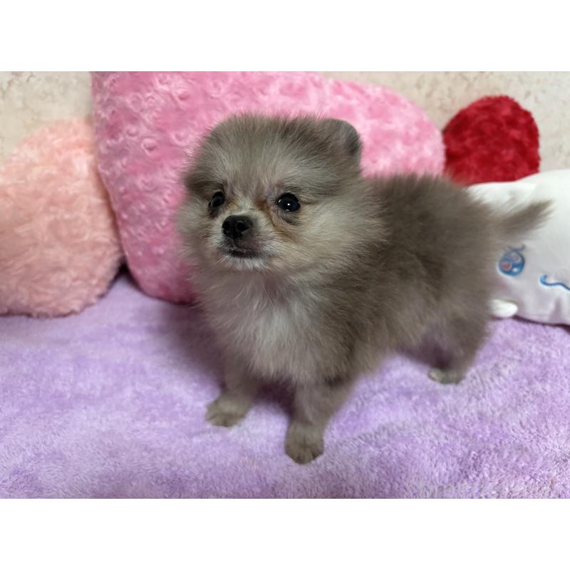 販売中の新潟県のポメラニアン-409272の13枚目