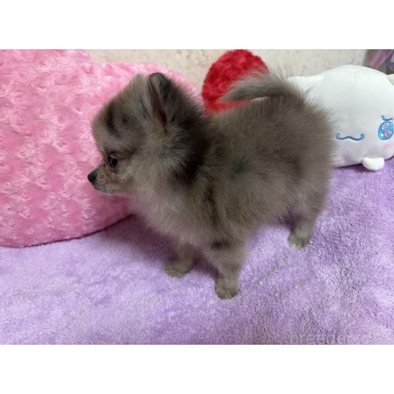 販売中の新潟県のポメラニアン-409272の11枚目