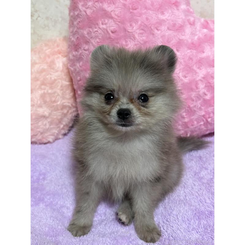 販売中の新潟県のポメラニアン-409272の7枚目