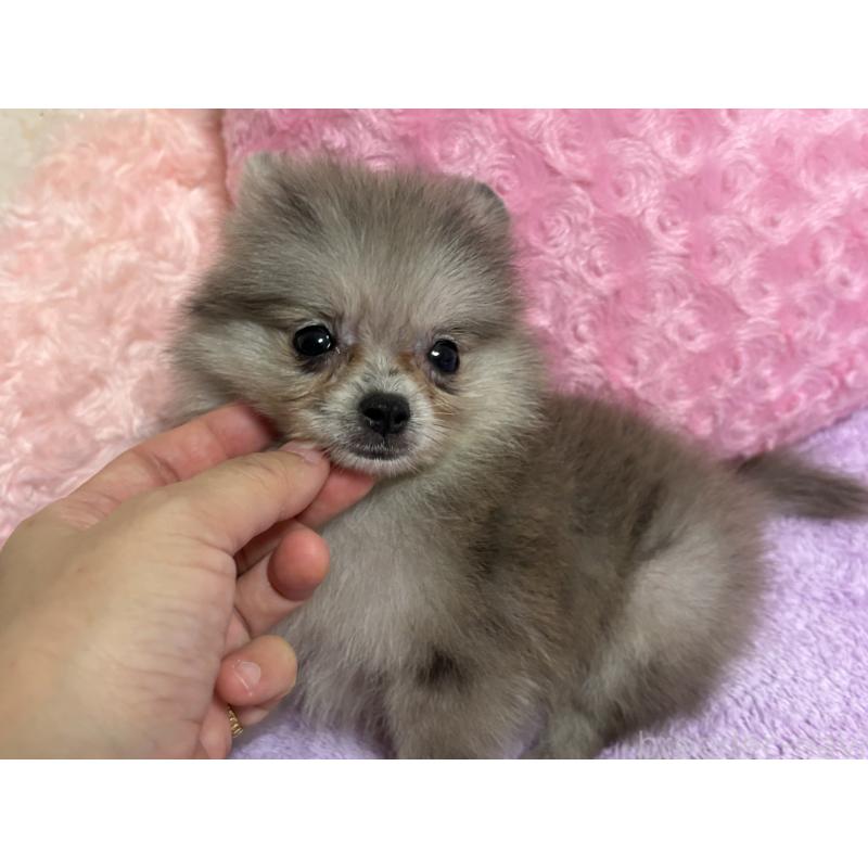 販売中の新潟県のポメラニアン-409272の4枚目