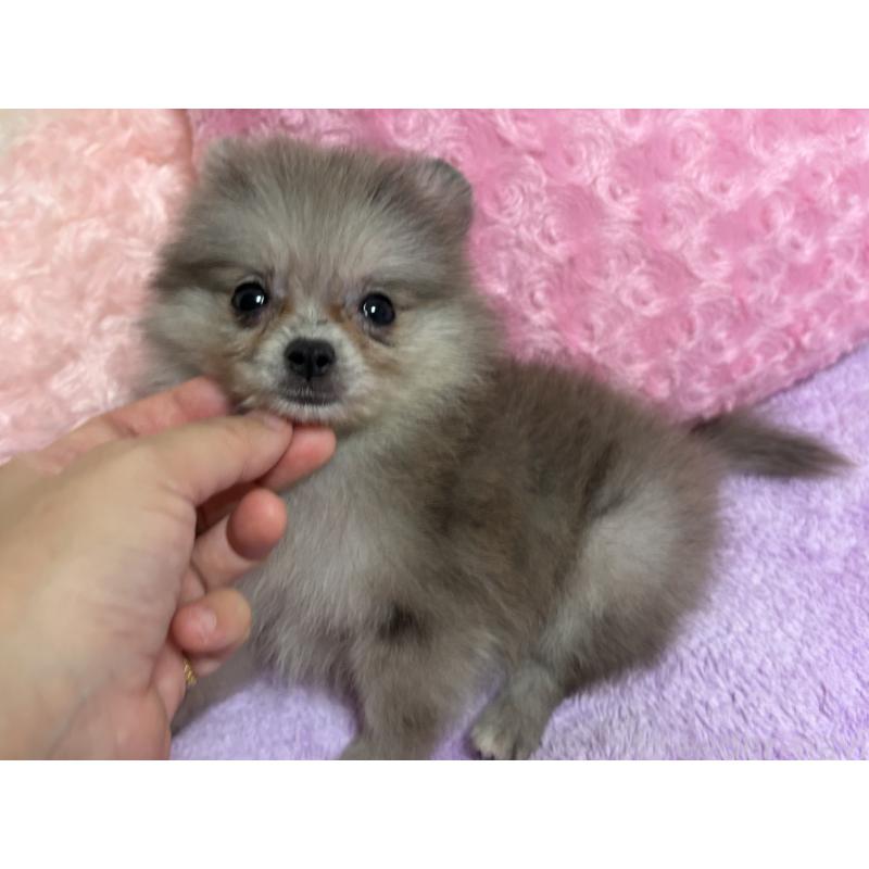 販売中の新潟県のポメラニアン-409272の3枚目