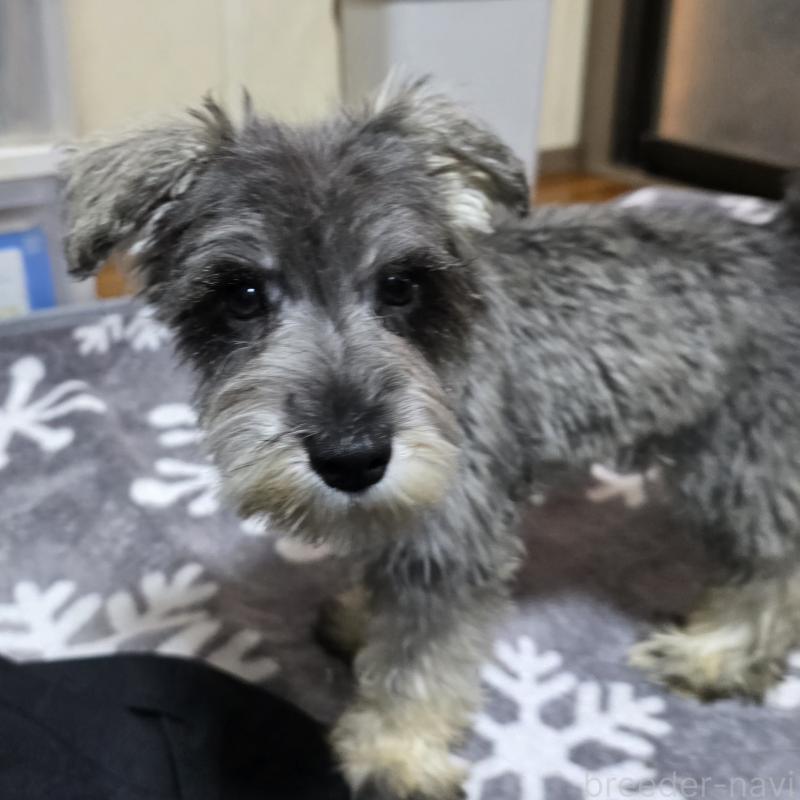 成約済の岡山県のミニチュアシュナウザー-393946の11枚目