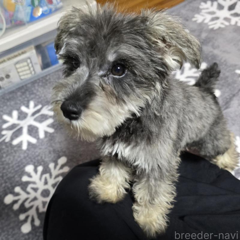 成約済の岡山県のミニチュアシュナウザー-393946の10枚目