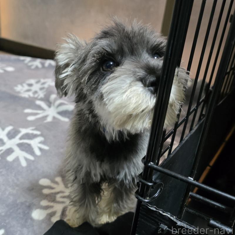 成約済の岡山県のミニチュアシュナウザー-393946の9枚目