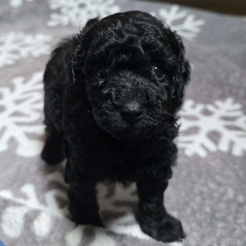 成約済の岡山県のトイプードル-406798