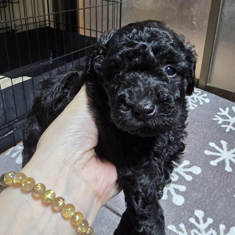 成約済の岡山県のトイプードル-406798の3枚目