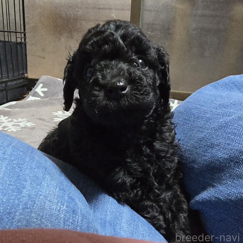 成約済の岡山県のトイプードル-406798の2枚目