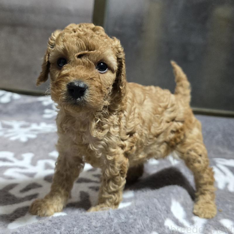 成約済の岡山県のトイプードル-406797の2枚目