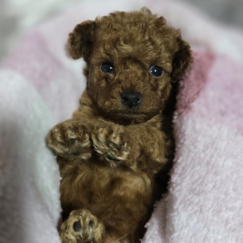 成約済の岡山県のトイプードル-406995の11枚目