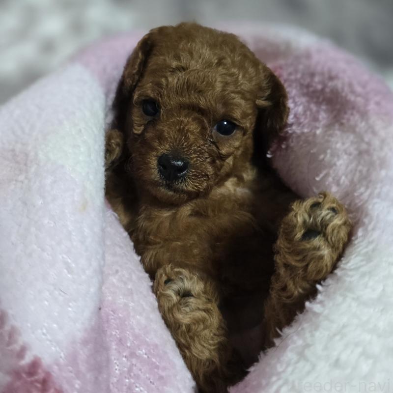 成約済の岡山県のトイプードル-406996の8枚目