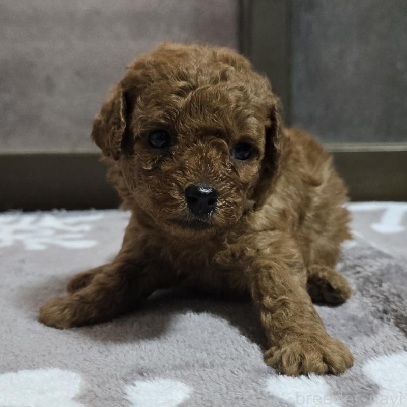 成約済の岡山県のトイプードル-406996の7枚目