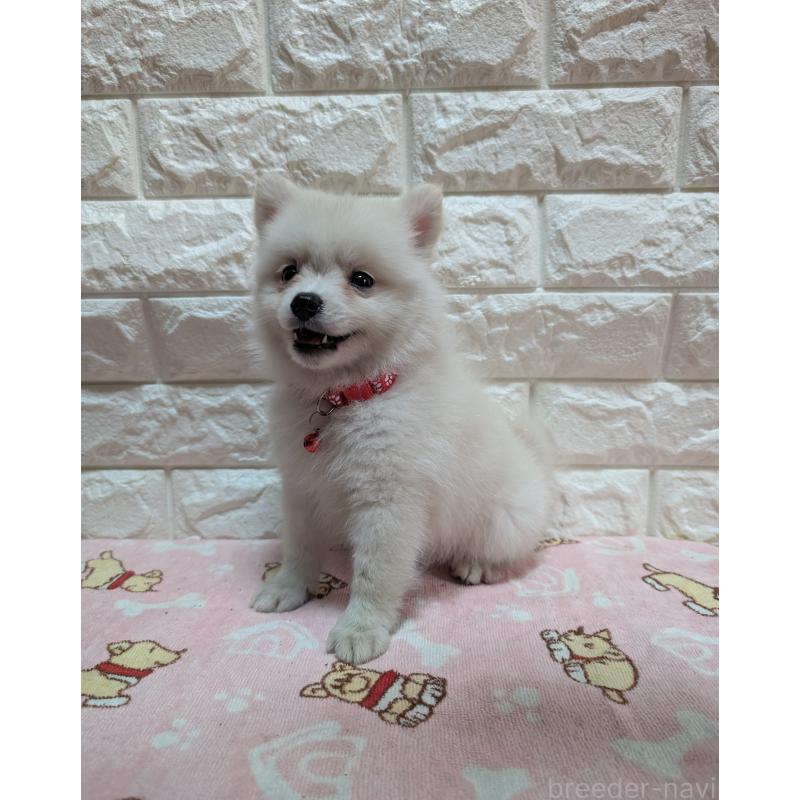 成約済の宮崎県のミックス犬-409533の3枚目