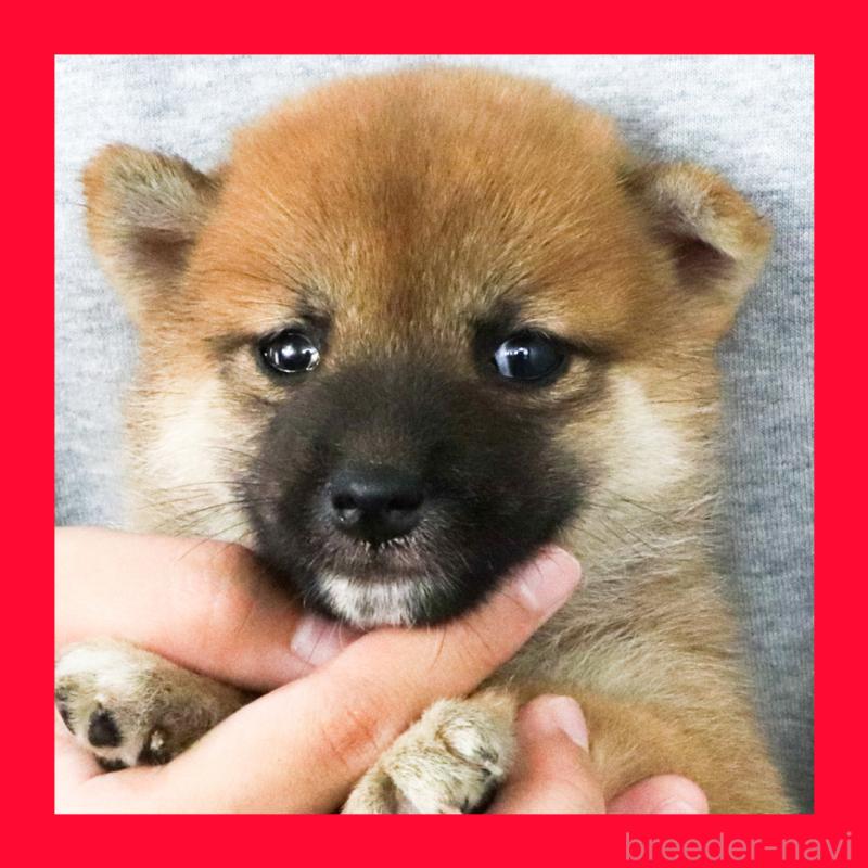 販売中の愛知県の柴犬-407005
