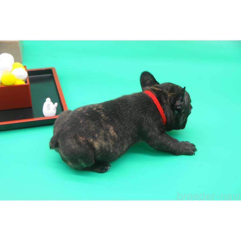販売中の岡山県のフレンチブルドッグ-409547の4枚目