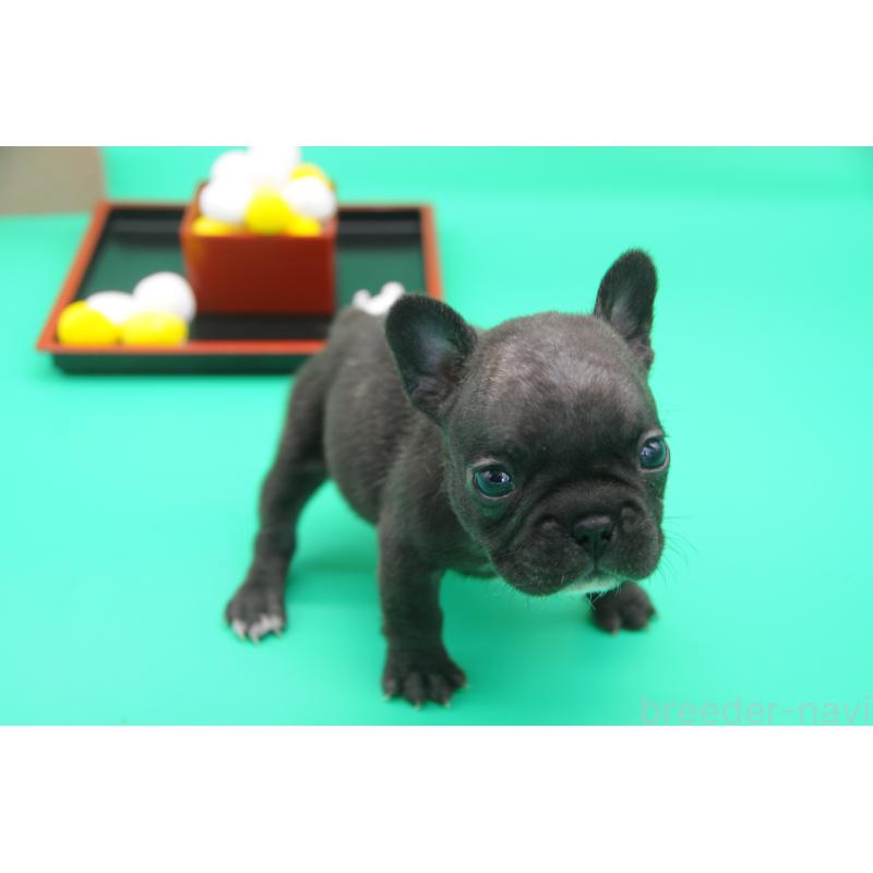 成約済の岡山県のフレンチブルドッグ-409548の3枚目