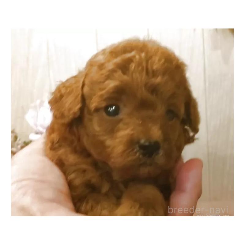 販売中の愛知県のティーカッププードル-409549の2枚目