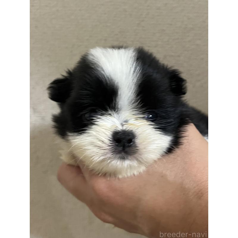 販売中の熊本県のミックス犬-403428