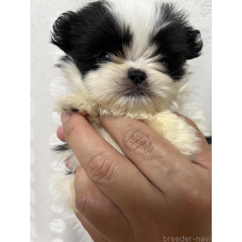 販売中の熊本県のミックス犬-403429