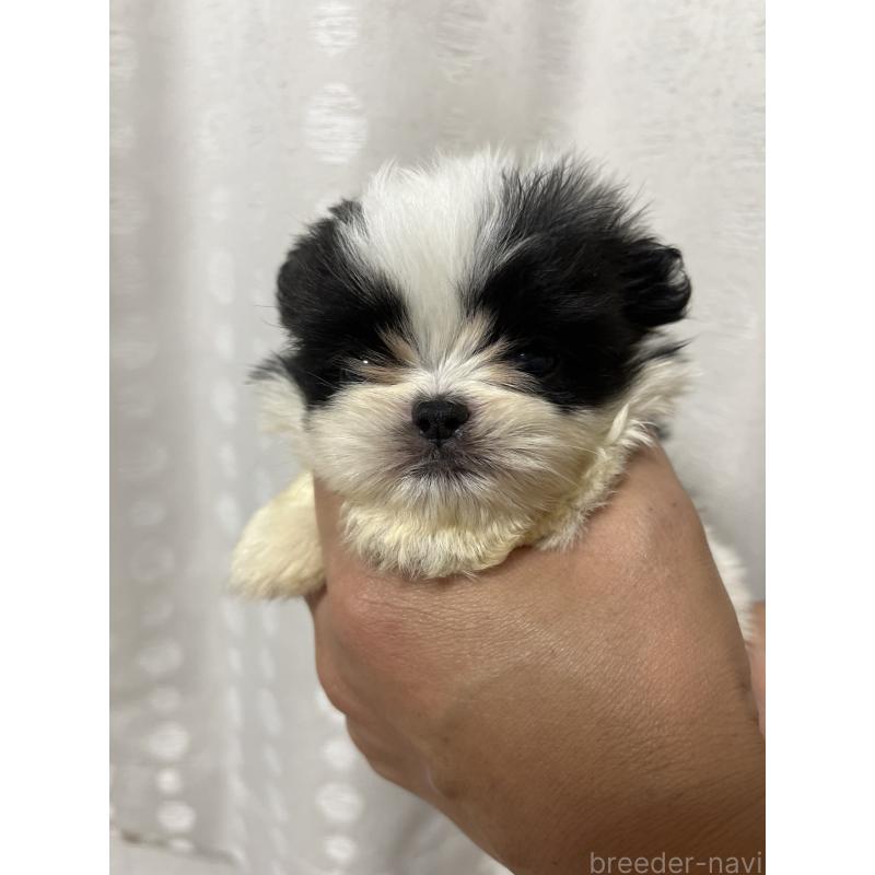 販売中の熊本県のミックス犬-403429の4枚目