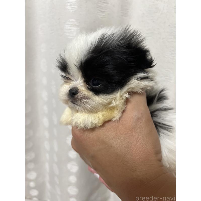 販売中の熊本県のミックス犬-403429の3枚目