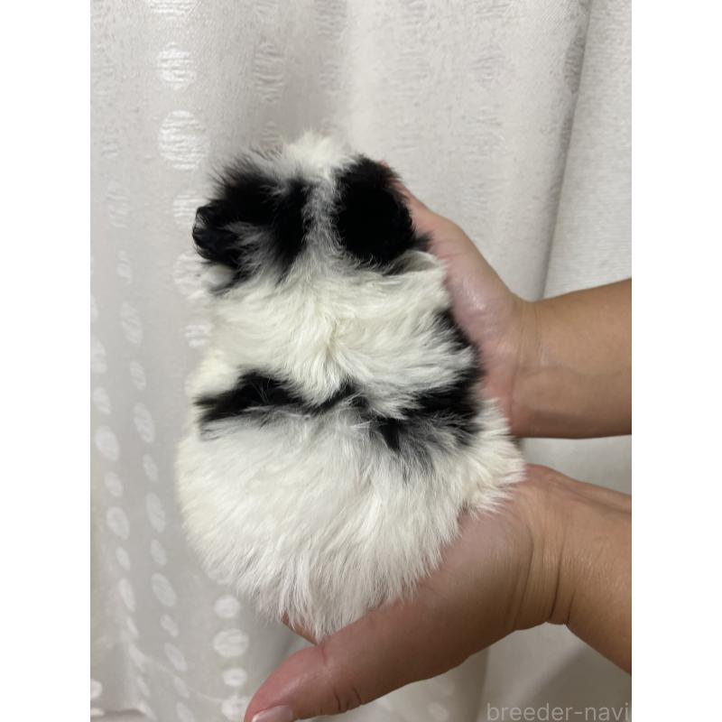 販売中の熊本県のミックス犬-403429の2枚目