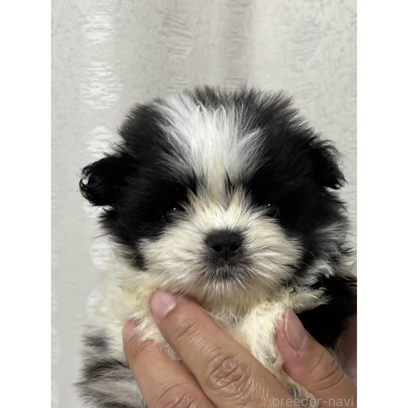 販売中の熊本県のミックス犬-403378の3枚目