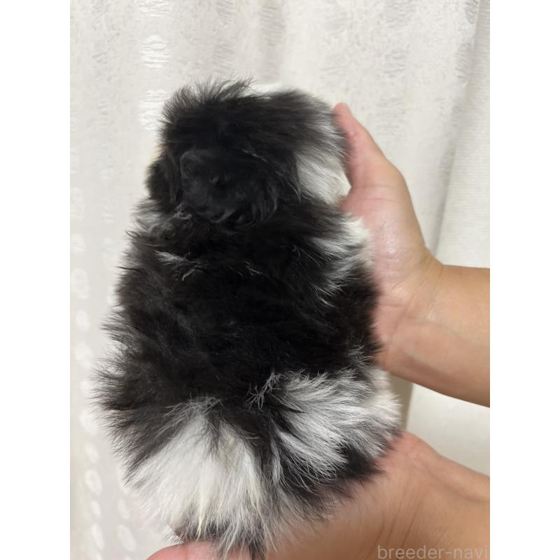 販売中の熊本県のミックス犬-403378の2枚目