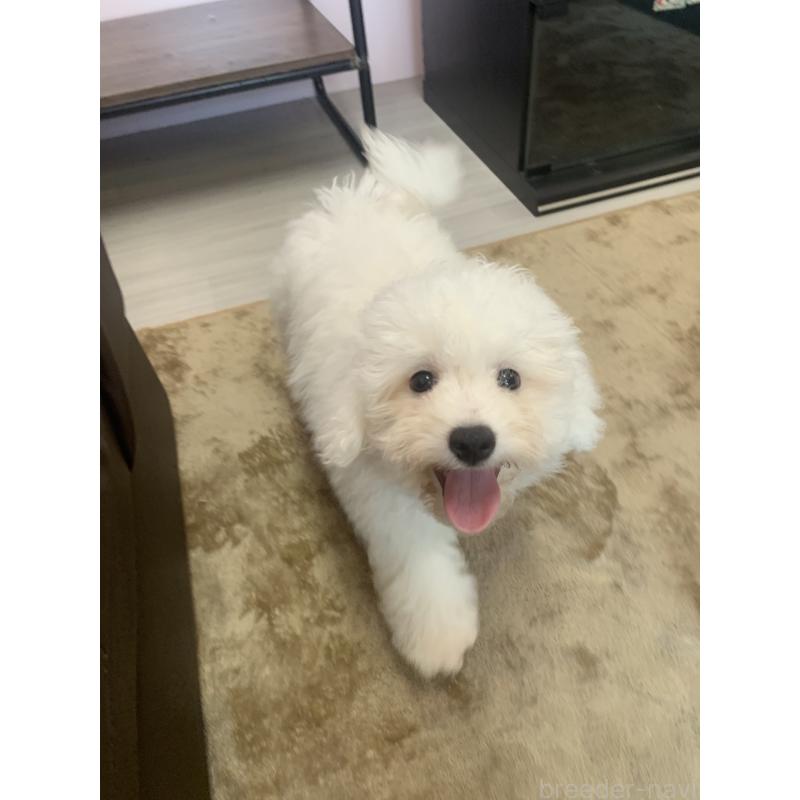 成約済の滋賀県のビションフリーゼ-396088の11枚目