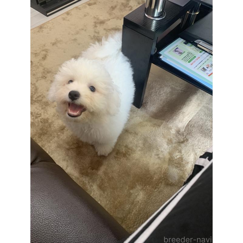 成約済の滋賀県のビションフリーゼ-396088の10枚目