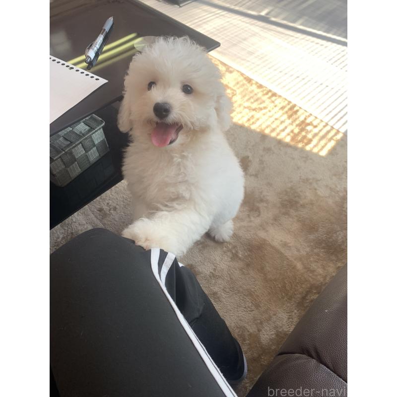 成約済の滋賀県のビションフリーゼ-396088の9枚目