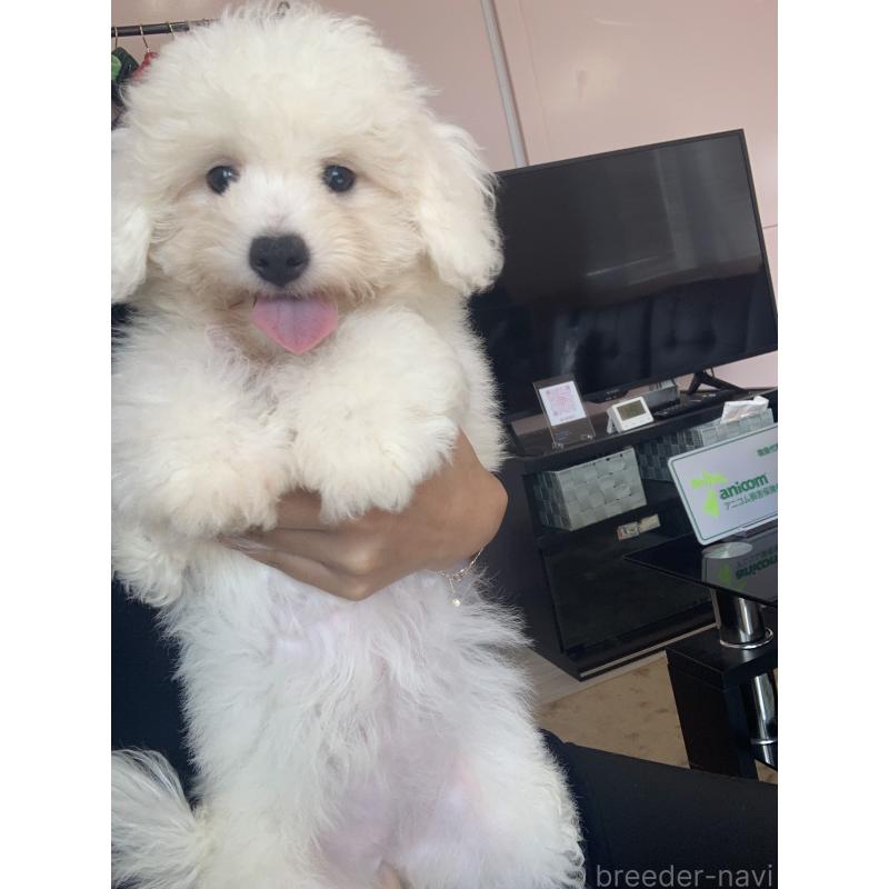 成約済の滋賀県のビションフリーゼ-396088の8枚目