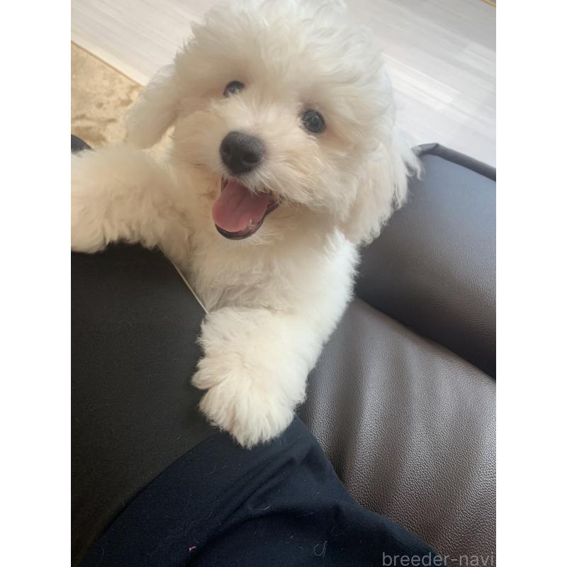 成約済の滋賀県のビションフリーゼ-396088の7枚目