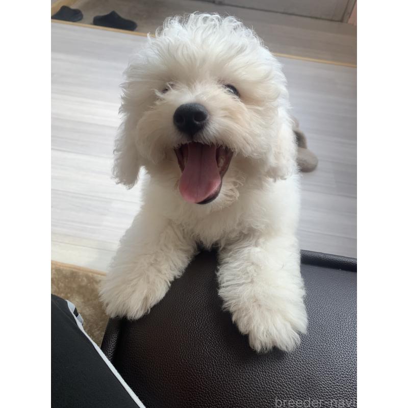 成約済の滋賀県のビションフリーゼ-396088の6枚目