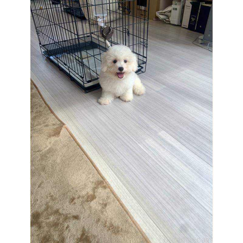 成約済の滋賀県のビションフリーゼ-396088の5枚目