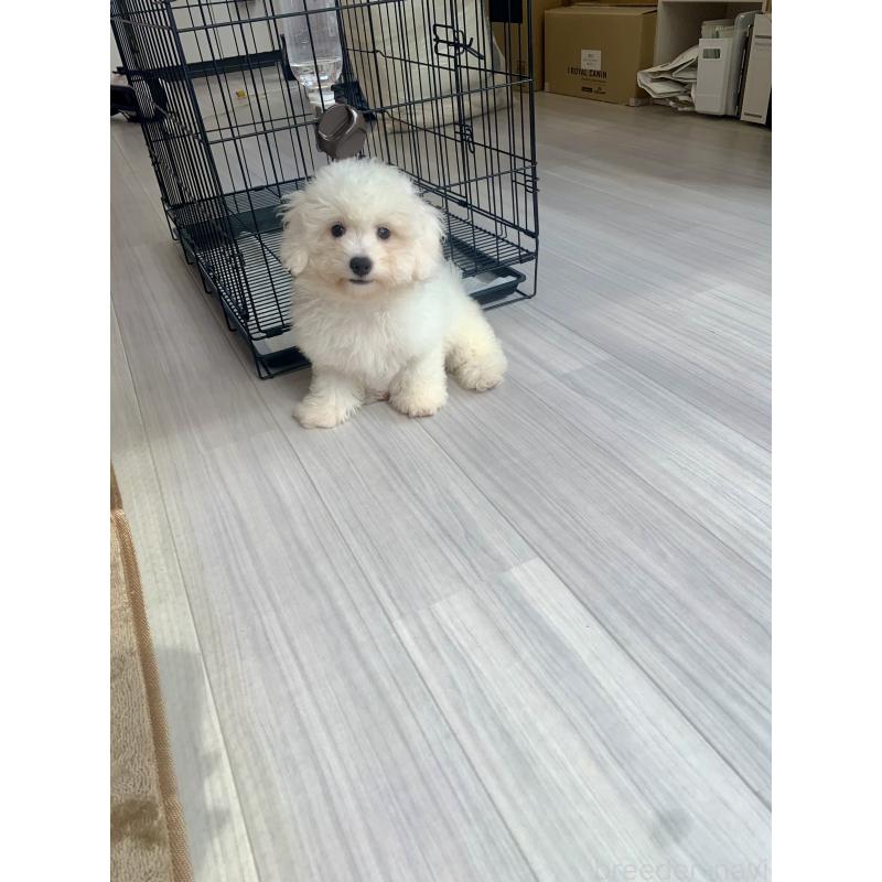 成約済の滋賀県のビションフリーゼ-396088の4枚目