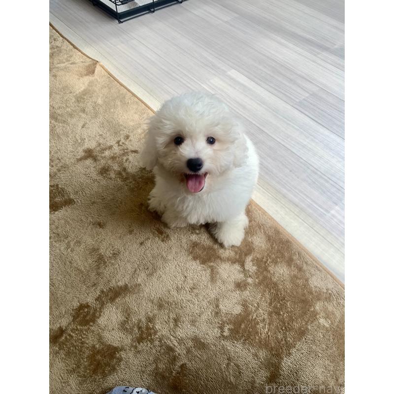 成約済の滋賀県のビションフリーゼ-396088の3枚目