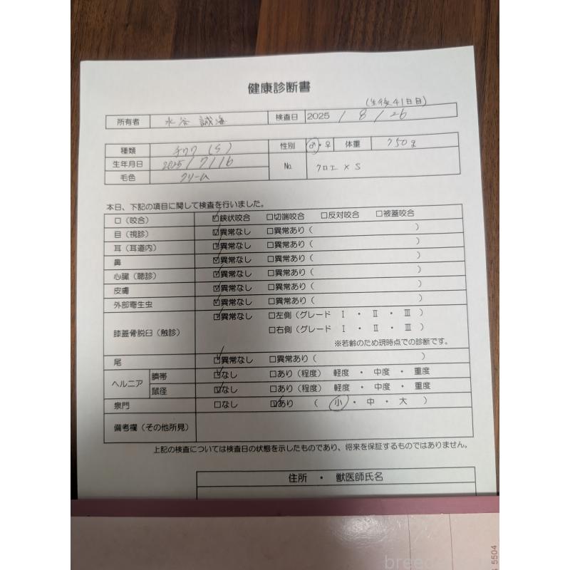販売中の愛知県のチワワ(スムースコート)-408212の13枚目