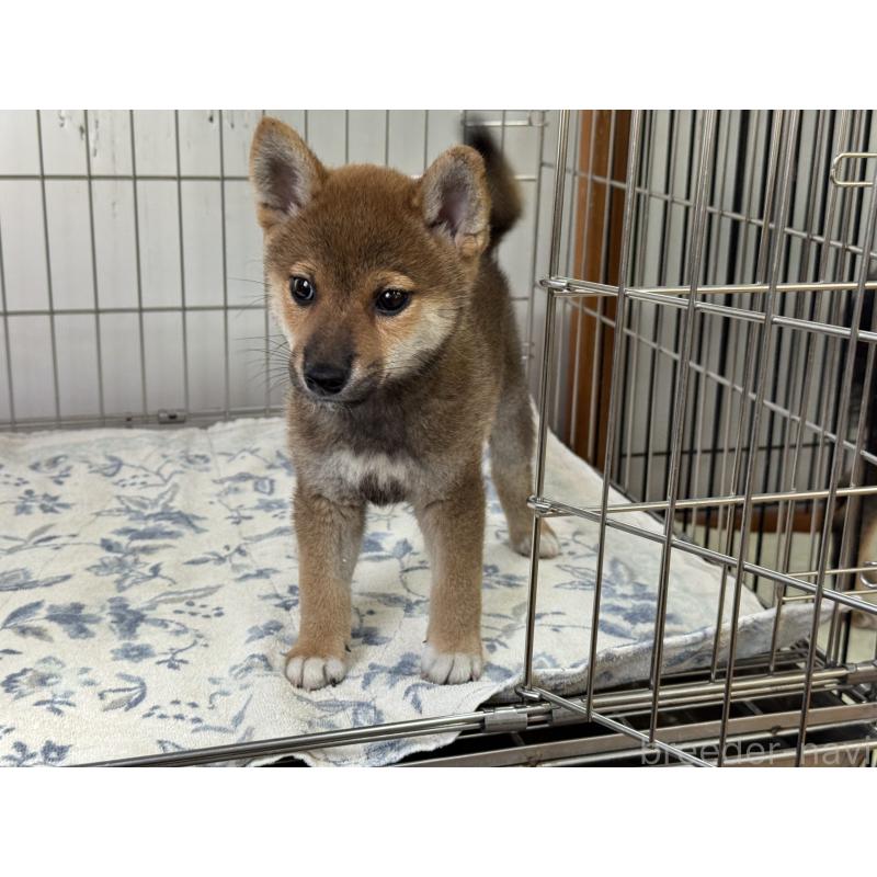 販売中の岡山県の柴犬-409610の4枚目