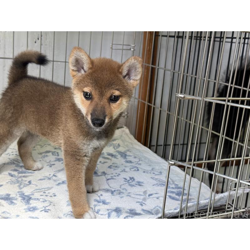 販売中の岡山県の柴犬-409610の3枚目