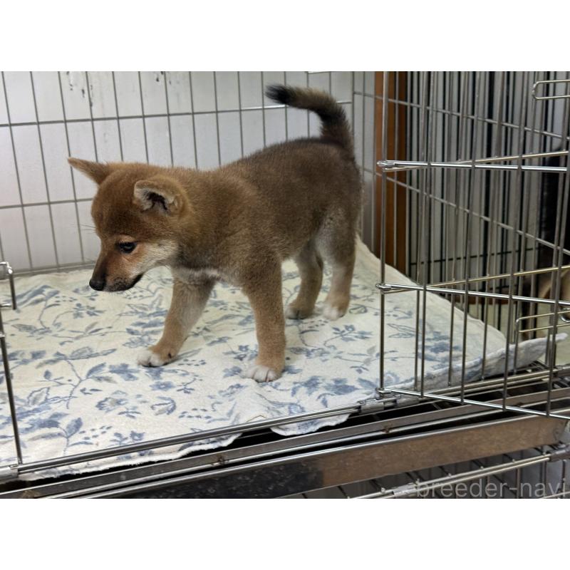 販売中の岡山県の柴犬-409610の2枚目