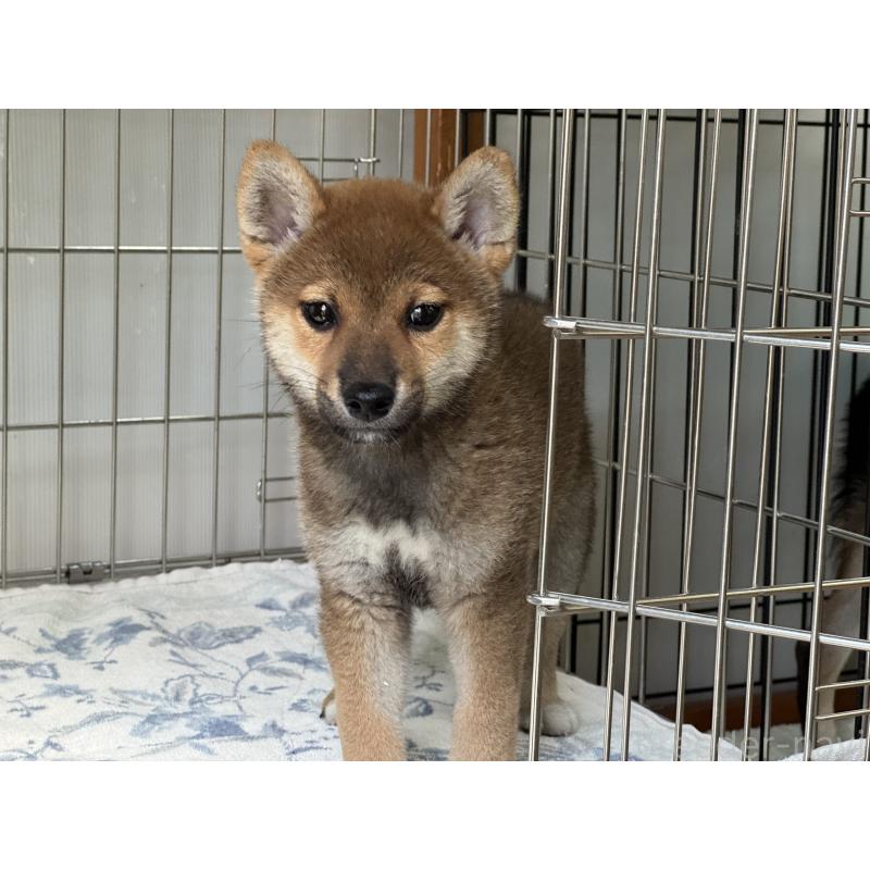 販売中の岡山県の柴犬-409610の1枚目