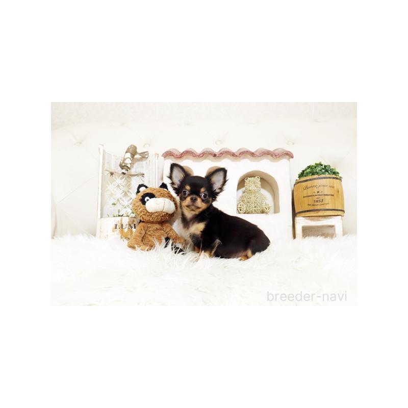 成約済の佐賀県のチワワ(ロングコート)-402911の3枚目